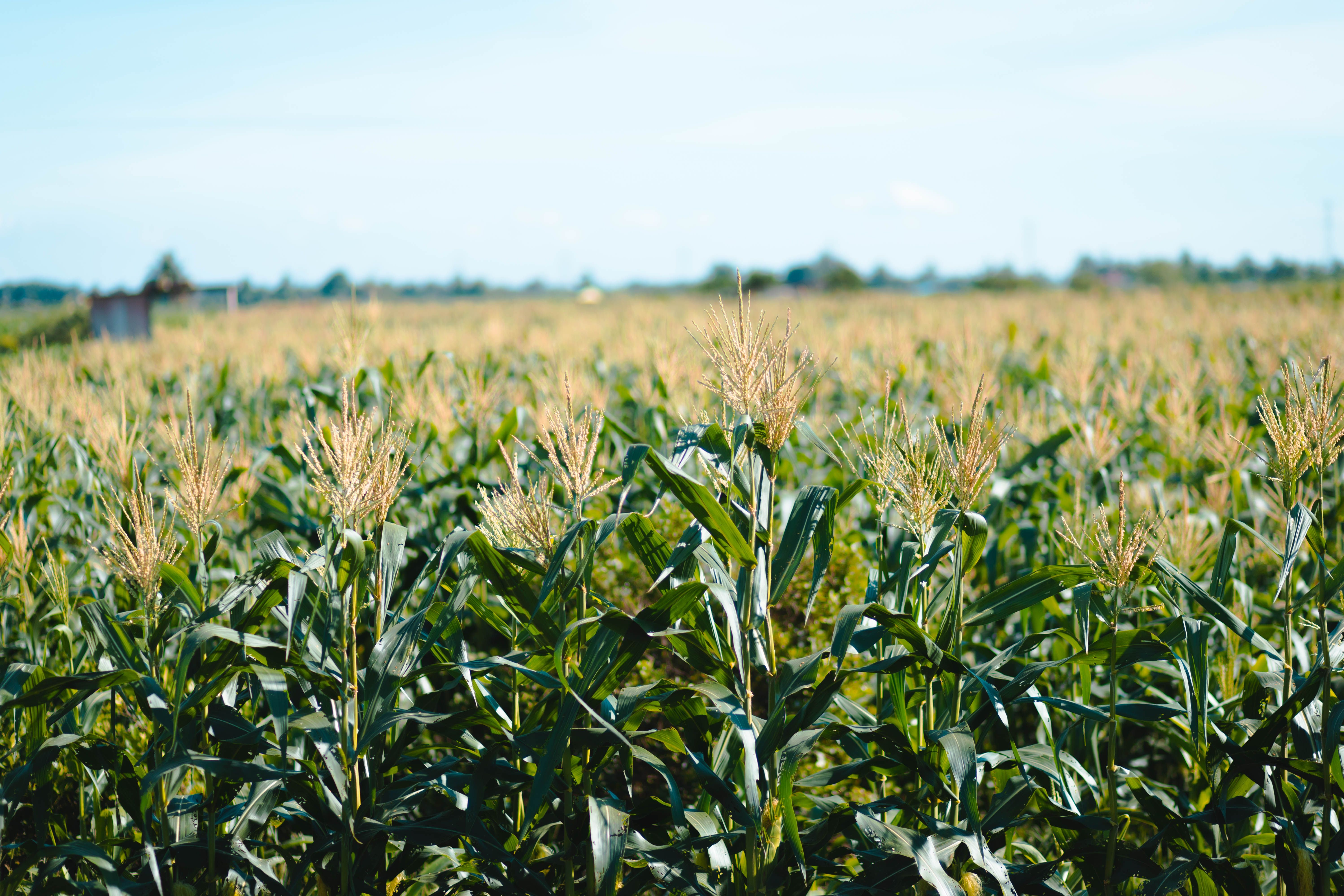 Tasseling corn under an open sky