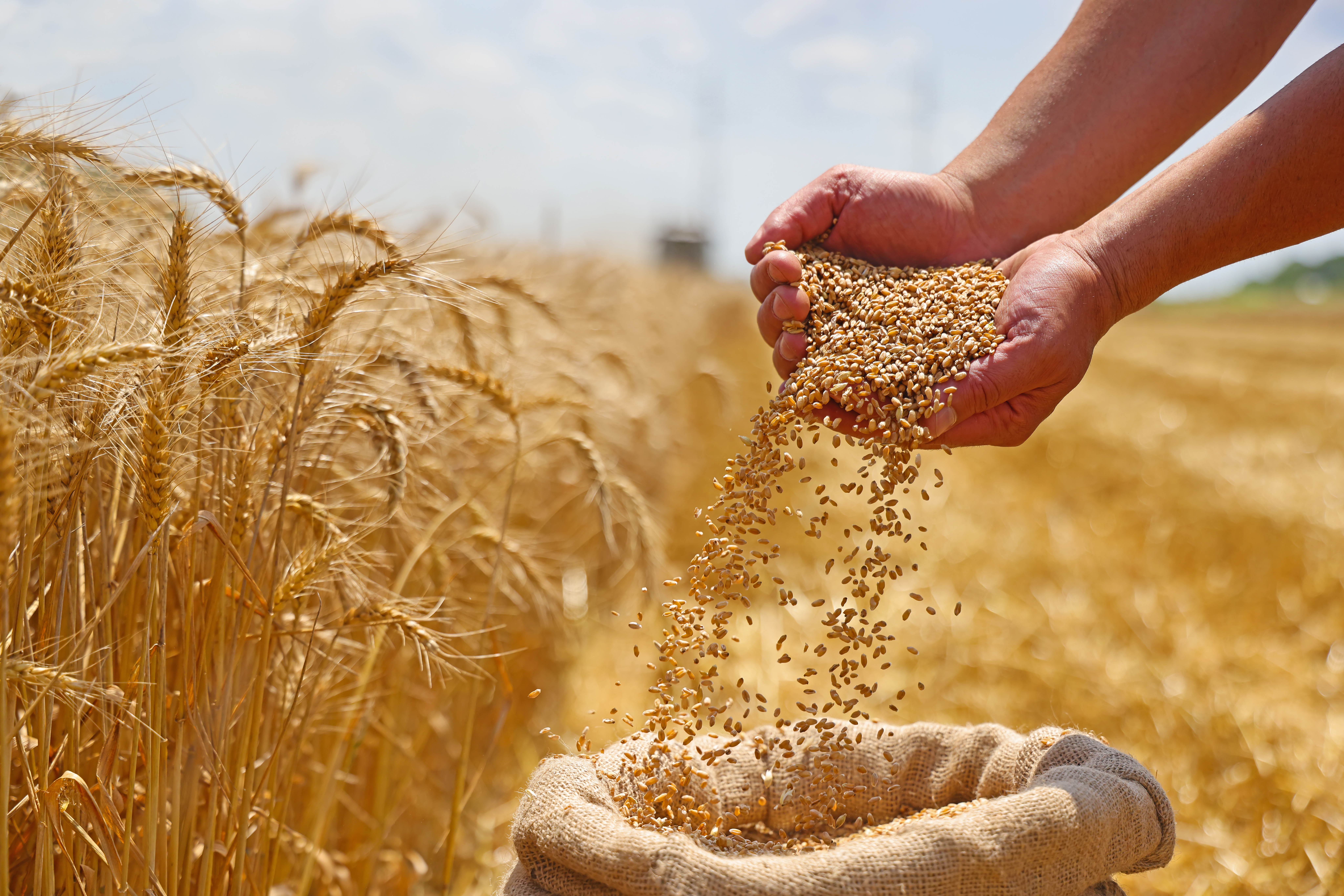 Hands pouring wheat grain into a sack