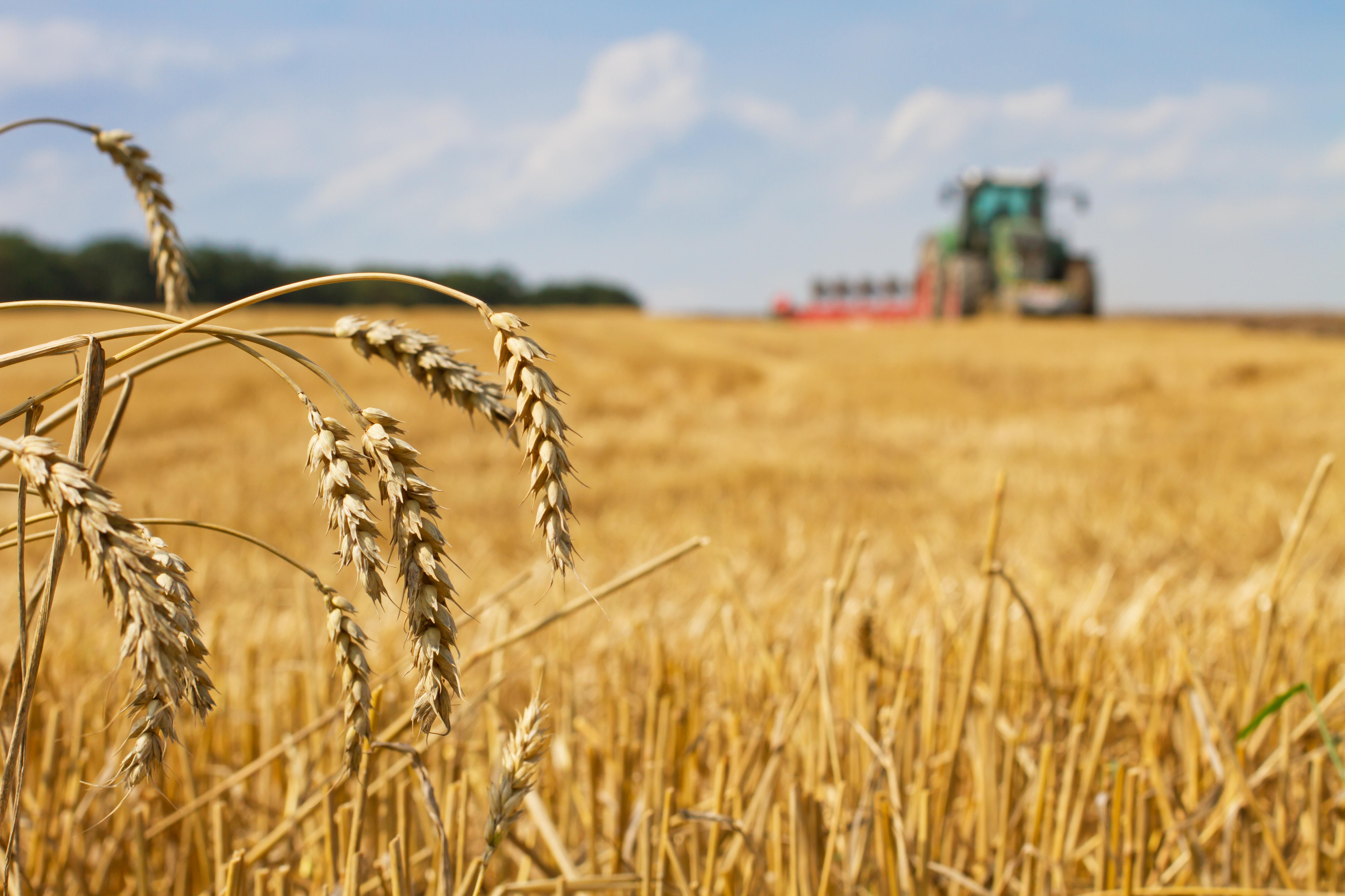 Wheat in the foreground with a tractor beyond